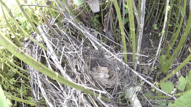 Жулан Pa160620 1 23 9 ♂ сам скормил паука, унес помет