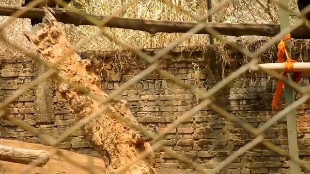 GUWAHATI ZOO | The Assam State Zoo and Botanical Garden | Manas Deka смотреть онлайн