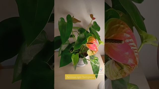 Легенда про Антуриум.