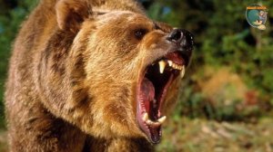 Бурый медведь - реальная опасность.