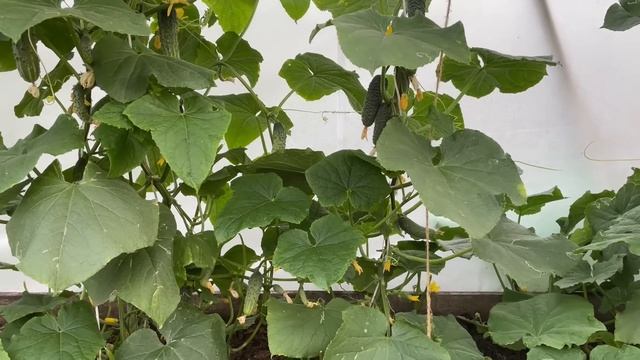 ОГУРЦЫ обожают эту ПОДКОРМКУ! Обильное плодоношение и оздоровление! смотреть онлайн