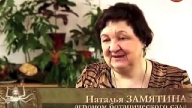 Женьшень - свойства, применение, рецепты смотреть онлайн
