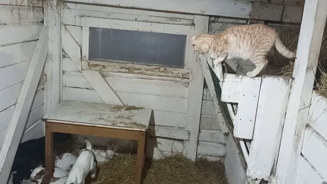 ВО СКОЛЬКО НАМ ОБХОДИТСЯ СОДЕРЖАНИЕ ЖИВОТНЫХ