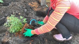Японская Спирея Посадка и Уход. Изгородь из спиреи на новой клумбе.