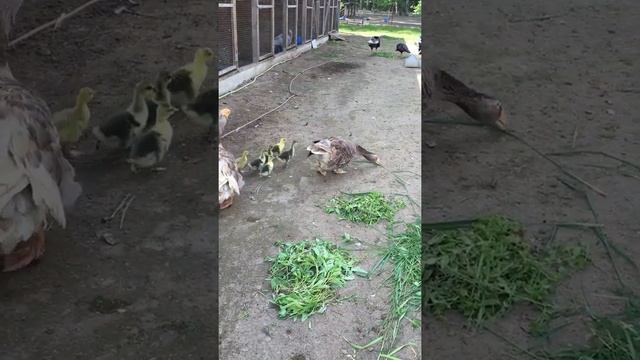 Тульские гуси с детками. Июнь, 2016. смотреть онлайн