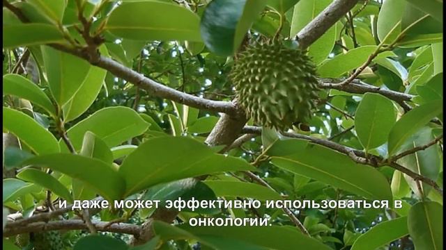 Гравиола Гуанабана - Ученые обнаружили противораковый фрукт смотреть онлайн