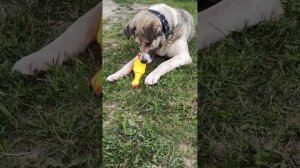 Житель приюта -Ангор