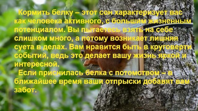 К чему снится БЕЛКА? Толкование снов. смотреть онлайн