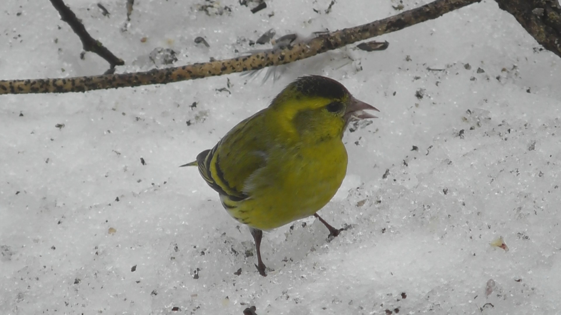 Чиж. Самец и самка ( Carduelis spinus ) смотреть онлайн