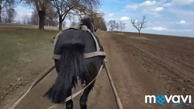 Жизнь в деревне. Покатушки на двуколке. смотреть онлайн
