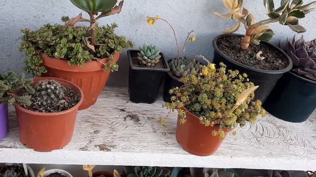 Cosas que pasan en mi jardín #suculentas #cactus смотреть онлайн