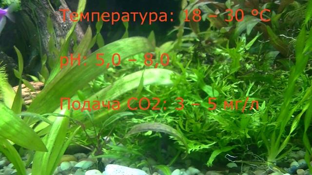 Папоротник Винделова Microsorum Pteropus «Windelov» смотреть онлайн