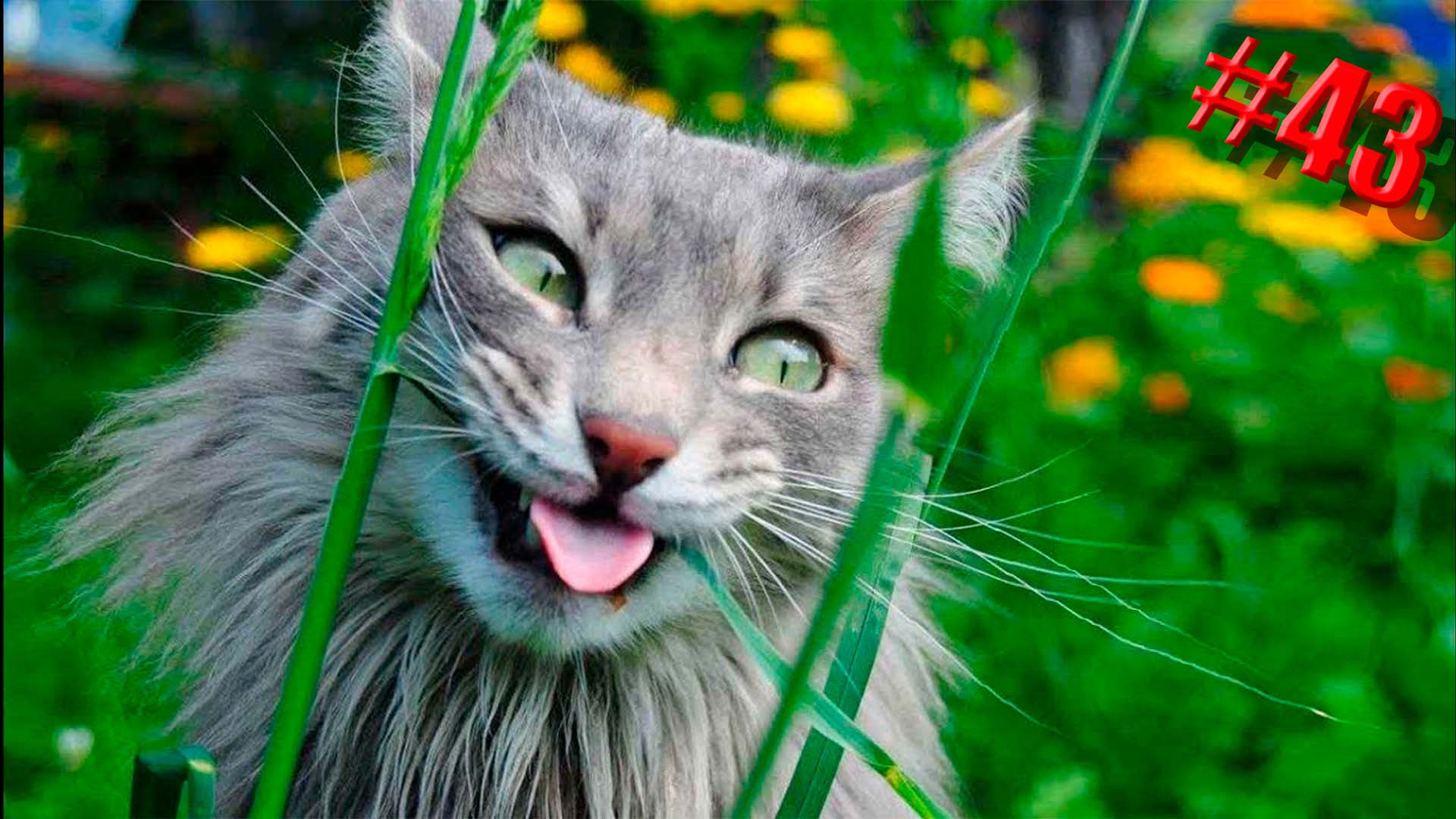 639 секунд Смеха ?? Смешных моментов | Милые котики Приколы с котами ?? Смешные коты #43 смотреть онлайн