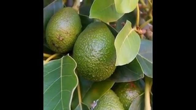 Цветы и растения-Авокадо