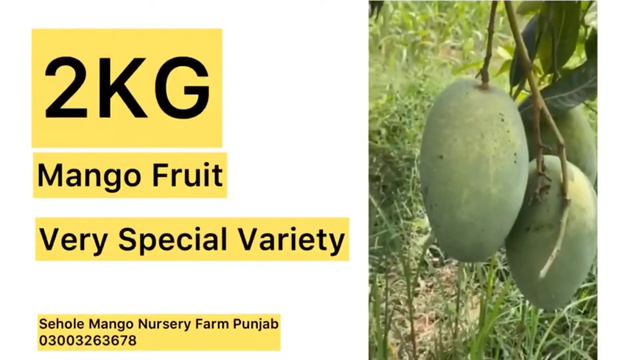 MANGO weight 2 kg #mangofarming #mangoplant #mango #mangofarm #mangonews #mangografting смотреть онлайн
