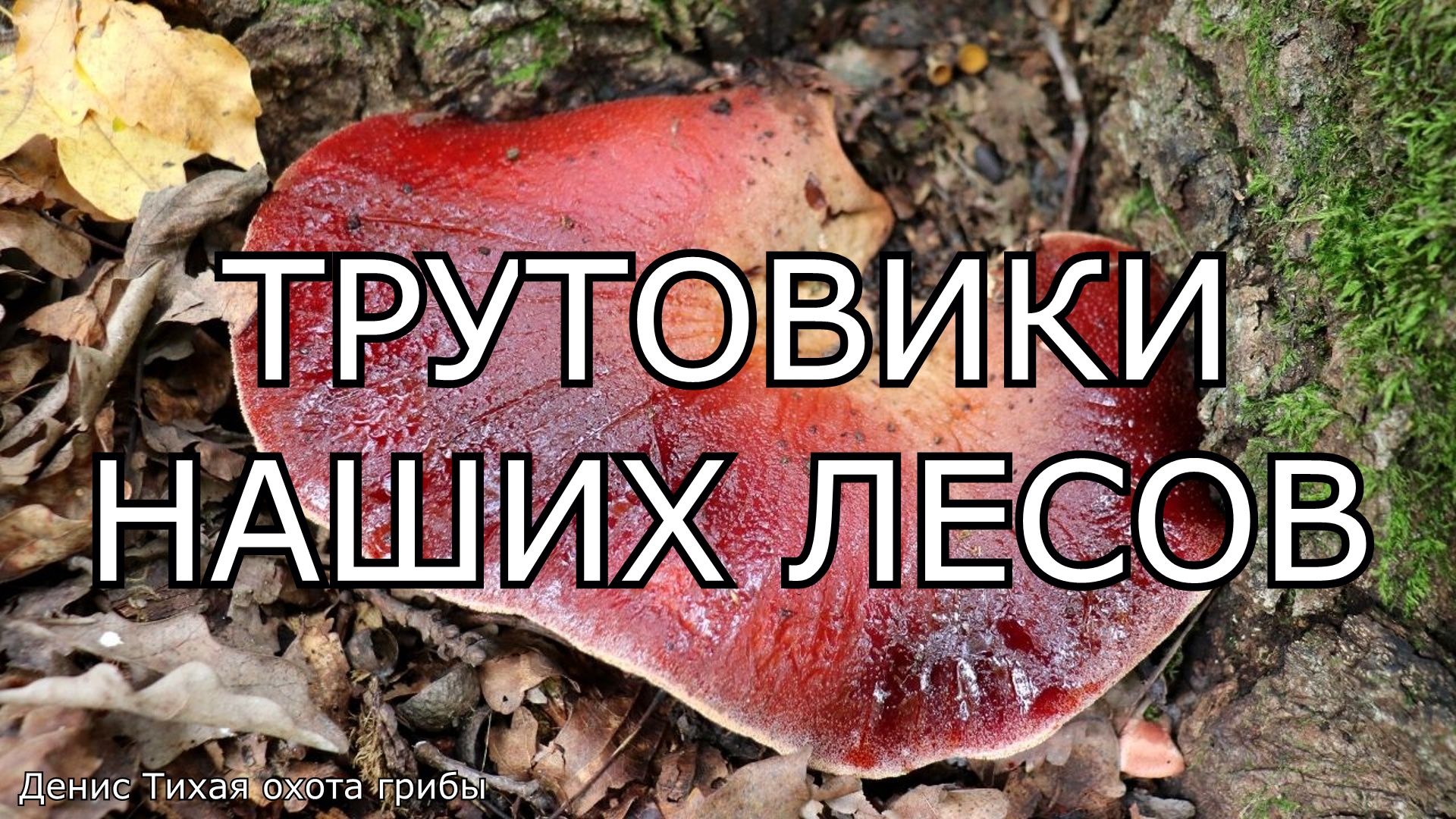 Трутовики наших лесов смотреть онлайн