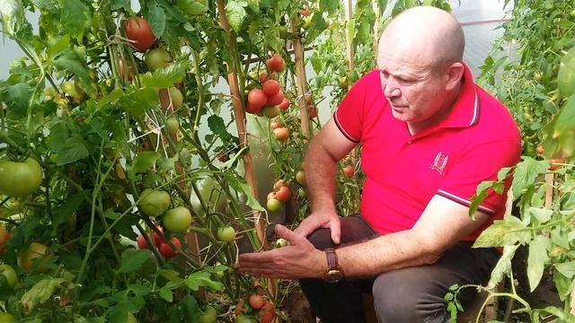 Томаты в теплице. Золотое малиновое чудо. Мое мнение. смотреть онлайн