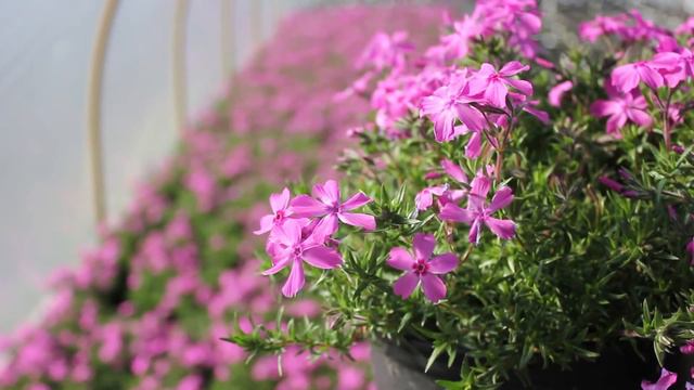 In The Nursery: Phlox subulata смотреть онлайн