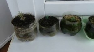 Выращивание голубой ели из семян в домашних условиях 2017 / Наблюдения 3