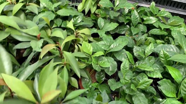 & The Strange's Nursery Tour | Shop With Me