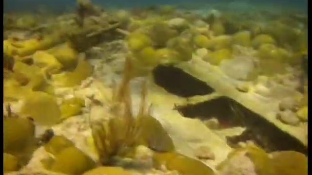 Bermuda diving Дайвинг на Бермудах смотреть онлайн