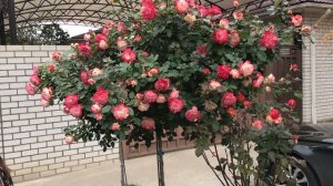 Штамбовая Роза Юбилей Принца Монако телеграмм 89283509377