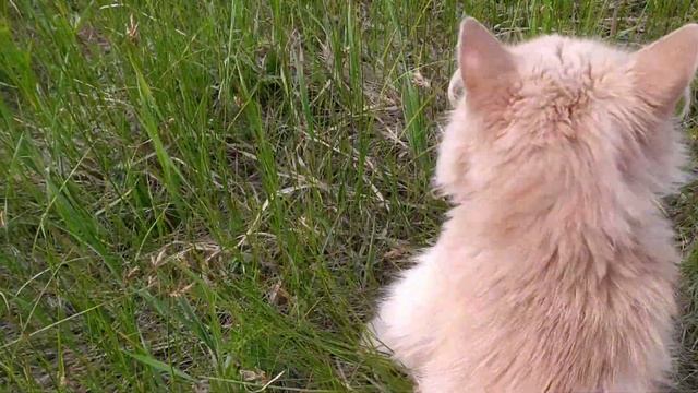 Кошка волочит задние лапы,что делать? смотреть онлайн