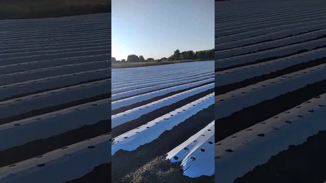 Капельный полив и защитная пленка. смотреть онлайн