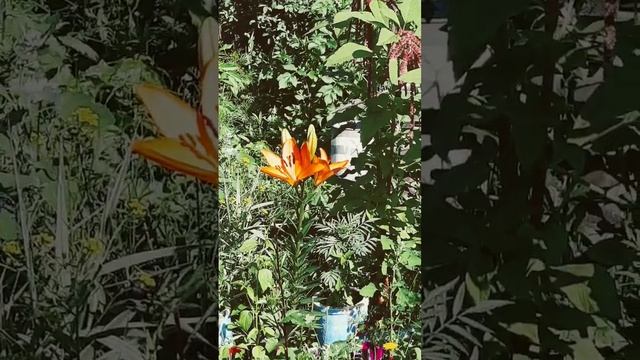оранжевые лилии, а не темно-синие #алтайскийкрай #продавать #продажи смотреть онлайн