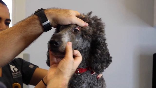 How to Perform a Neurologic Exam смотреть онлайн