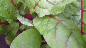 Как я выращиваю мангольд