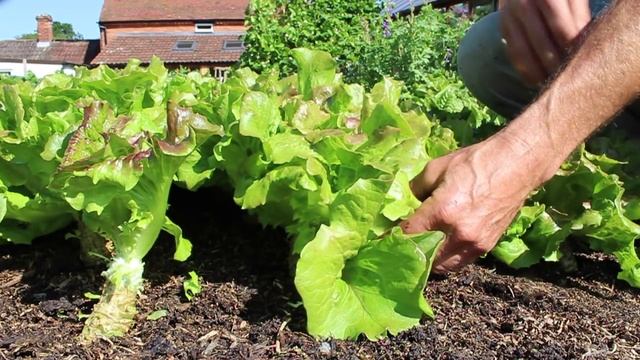 More harvests, less sowings: Charles' method for picking frequently off the same lettuce смотреть онлайн