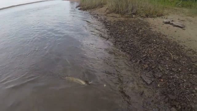 ЛОВЛЯ СУДАКА И ЩУКИ НА "BASARA от COLUMBIA" смотреть онлайн