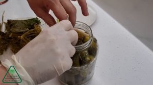 Огурцы квашеные консервированные & Старый рецепт квашеных огурцов & Огурцы  без уксуса