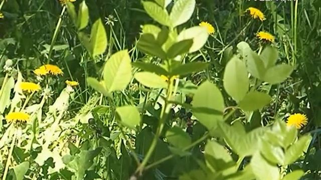 Школа здоровья 24.04.2017. Как уберечься от клещей