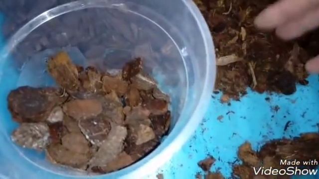 ОБЗОР ГРУНТА для орхидей | Compo Sana смотреть онлайн