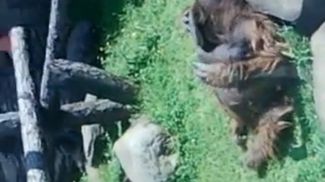 Горилла съела козявку смотреть онлайн