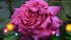 Роза чайно-гибридная Юрианда. Краткий обзор, описание характеристик rosa Yurianda