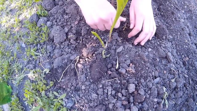 Посадка Ландыша - Как Правильно Посадить Ландыши. смотреть онлайн