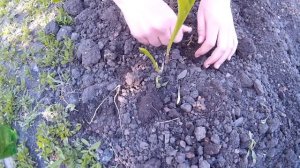 Посадка Ландыша - Как Правильно Посадить Ландыши.