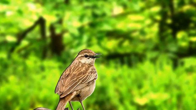 Masteran Burung Luar Negeri Suara Unik Cocok - Rufous Songlark (Megalurus Mathewsi) HD AUDIO