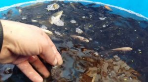 Гибридизация самки сазана с самцами карпов кои