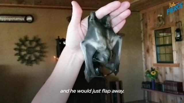 Watch This Tiny, Fuzzy Bat Grow Up to Be a Muscleman | The Dodo Little But Fierce смотреть онлайн