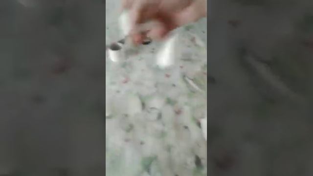 Как подклеить уши биверу йорку смотреть онлайн