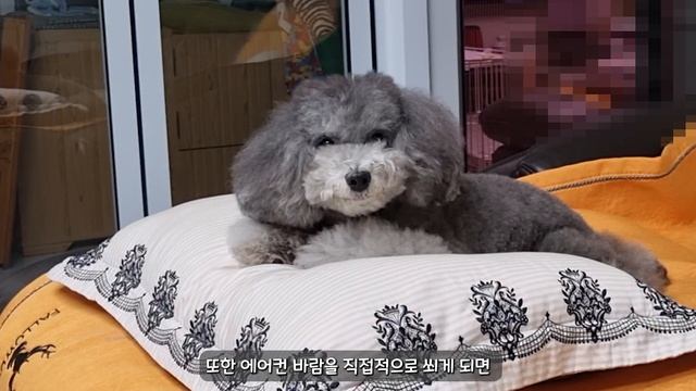 강아지가 여름을 시원하게 보낼 수 있는 방법 8가지! 【강아지 행동 표현│사랑하는 강아지│강아지 사랑해│강아지 애정표현 │강아지 사랑표현】 смотреть онлайн