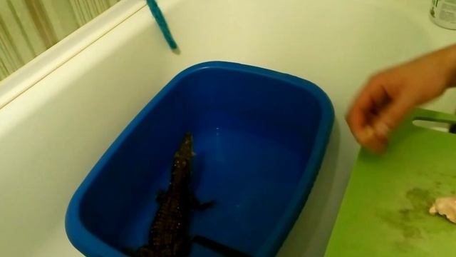 Кормление крокодила