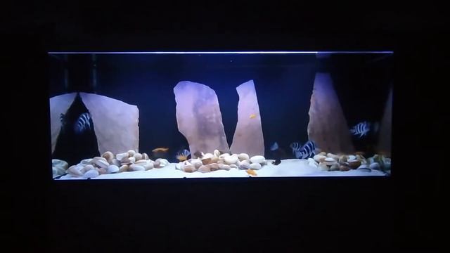 Lake Tanganyika Biotope Aquarium feeding смотреть онлайн