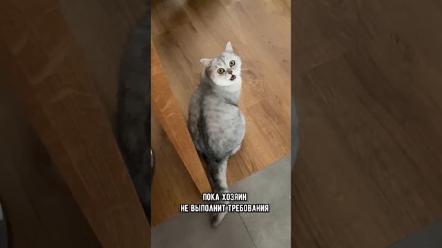 Как понять, что твой кот совсем обнаглел #коты #кот #кошка смотреть онлайн