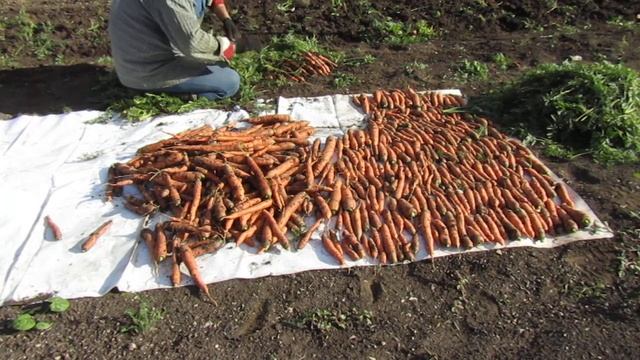 Уборка моркови - 4 смотреть онлайн