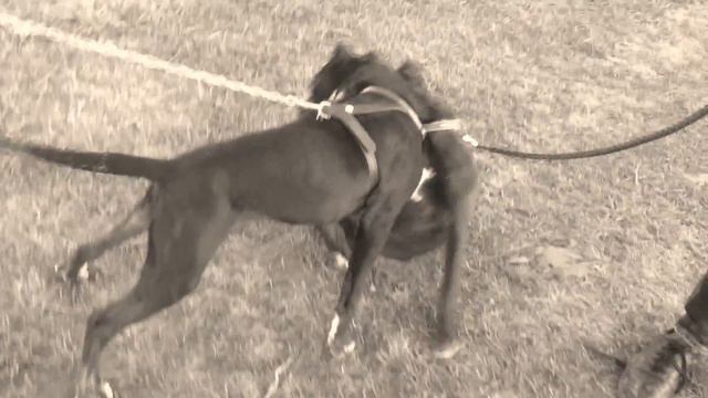 Питбуль- детский бой смотреть онлайн